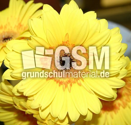 Gerbera-gelb.jpg